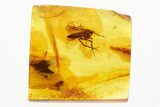 Fossil Predatory Fungus Gnat, Fungus Gnat, and Wasp In Baltic Amber #292451-1